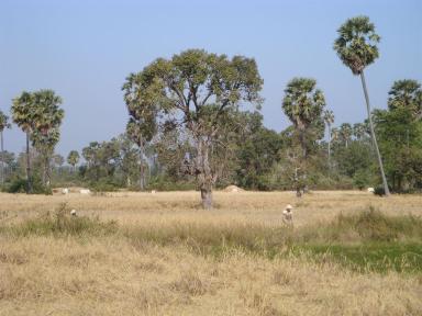 grassland