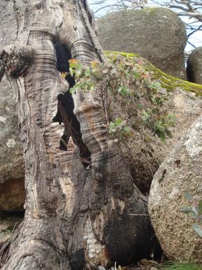 tree