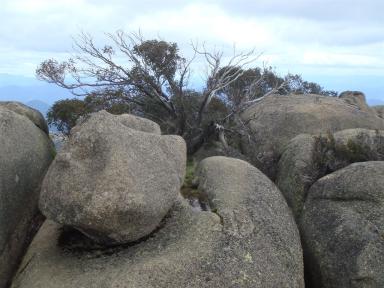 stones&tree