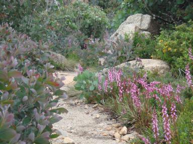 pinkflowers