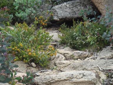 stones&plants
