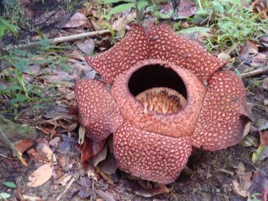 rafflesia