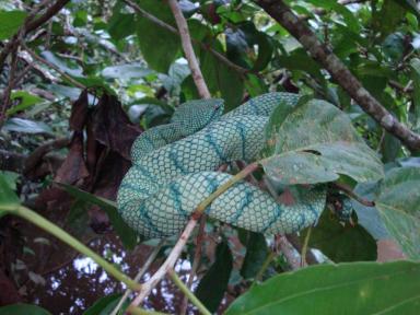 pitviper