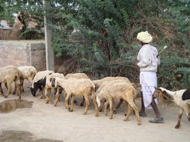 sheep